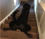 escalier Un chien burné descend un escalier