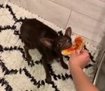 chien dent Chien vs Pizza