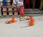 chien Chien vs 2 Tigres en peluche