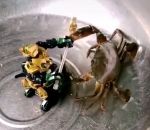 combat robot crabe Combat entre un crabe et un robot