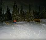 chien alaska Une femme surprise par un orignal