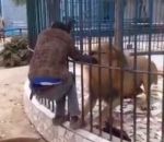 employe main Un lion mord la main d'un employé dans un zoo