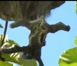 suspendu vide Naissance d'un paresseux (Costa Rica)