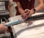 veterinaire Opération d'un python pour retirer une serviette de bain