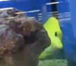 poisson aquarium Jouer à cache-cache avec un chirurgien jaune