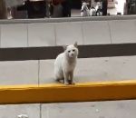 attendre chat Un chat attend devant un magasin pour avoir des friandises