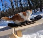 neige Un chat fait du snowskate