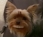 sourire dent Un chien avec de belles dents