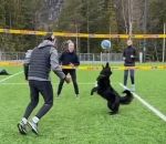 balle chien Une chienne joue au volley-ball