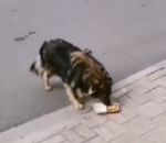offrir pipi Un homme offre son repas à un chien errant