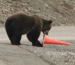 ours Un ours redresse un cône de signalisation
