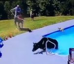cowboy vache tomber Une vache est attrapée au lasso dans une piscine