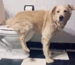 chien pet Un chien aux toilettes