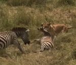 zebre zebreau Une zébrelle sauve son petit de l'attaque d'une lionne