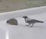 oiseau corneille aider Un oiseau fait traverser un hérisson
