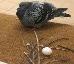 oiseau pigeon Quand tu as la flemme de faire ton nid