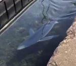requin Un requin bleu dans le port de Sète