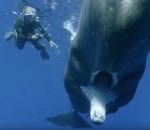 baleine plongeur retirer Retirer un hameçon coincé dans la gueule d'un cachalot