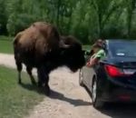 tete enfant coup Bison vs Enfant dans un parc animalier