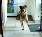balle tennis chien Un chien danse quand il veut jouer