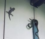 serpent lezard seau Gecko vs Serpent