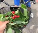 voleur coup Un horticulteur interpelle des voleurs de cerises (Pont-de-l’Isère)