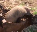 sauvetage trou cochon Sauvetage d'un cochon avec une pelleteuse