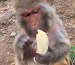 fil singe Un singe épluche soigneusement une banane