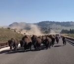 route Un troupeau de bisons sur une route