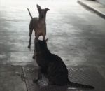 danse Un chien danse devant un chat