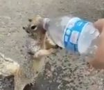 bouteille boire Un écureuil demande de l'eau