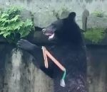 japon Un ours fait du nunchaku