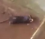sauvetage inondation noyade Une souris sauve ses bébés de la noyade