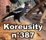 koreusity compilation aout Koreusity n°387