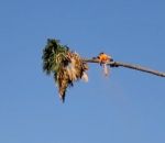 palmier balance Un arboriste coupe le sommet d'un palmier