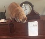 son chat Chat vs Piano