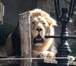 lion homme Concours de rugissement