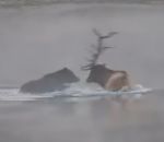 riviere noyade Grizzly vs Wapiti
