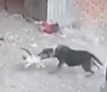 attaque enfant Un chat défend un enfant contre un chien