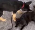 corde chien laisse Un chiot essaie de se débarrasser du chat