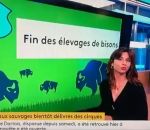 vison fail Fin des élevages de « bisons » en France (Franceinfo)