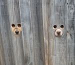 trou chien regarder Trous pour chiens curieux dans une palissade