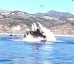 baleine bosse Deux kayakistes dans la gueule d'une baleine
