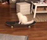 apprendre skateboard Un chat fait du skateboard