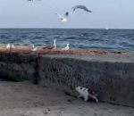 oiseau attraper mouette Un chat attrape une mouette
