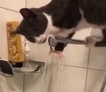 chat eau Chat vs Robinet de la baignoire