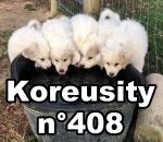 compilation novembre 2020 Koreusity n°408