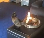 feu La queue d'un chat prend feu