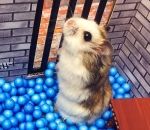evasion hamster L'évasion de Mister Hamster