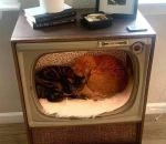 chaine chat La meilleure chaine de télé
